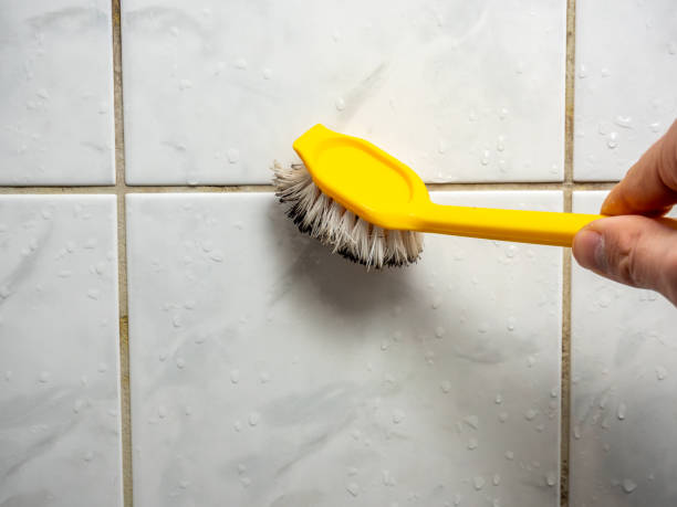 Best Mold Removal Company Near Me  in Willow, AK