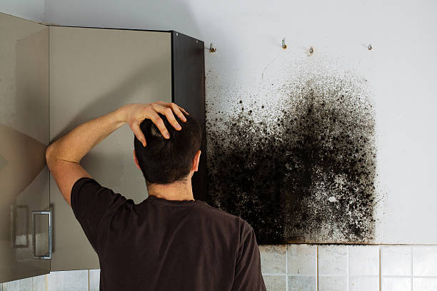 Mold Testing and Removal in Willow, AK