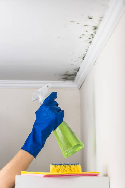 Best Residential Mold Removal  in Willow, AK